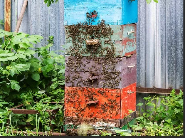Backyard Beekeeping: A Guide to Homemade Honey 1