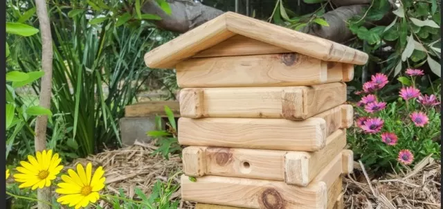 Backyard Beekeeping: A Guide to Homemade Honey 5