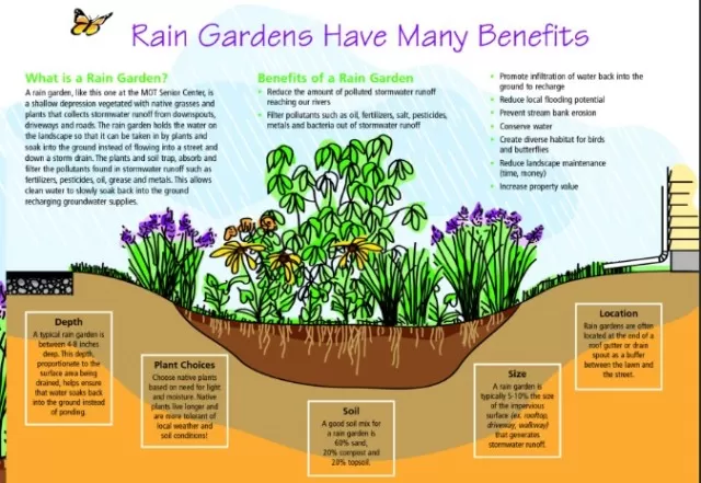 Constructing a Rain Garden: Benefits and How-To Guide 1