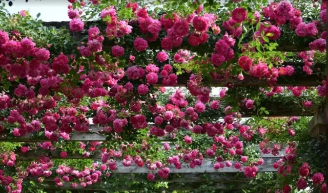 Top Climbing Roses for Garden Trellis, Arbor, or Pergola 5