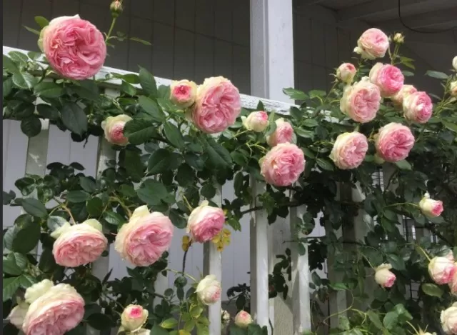 Top Climbing Roses for Garden Trellis, Arbor, or Pergola 3