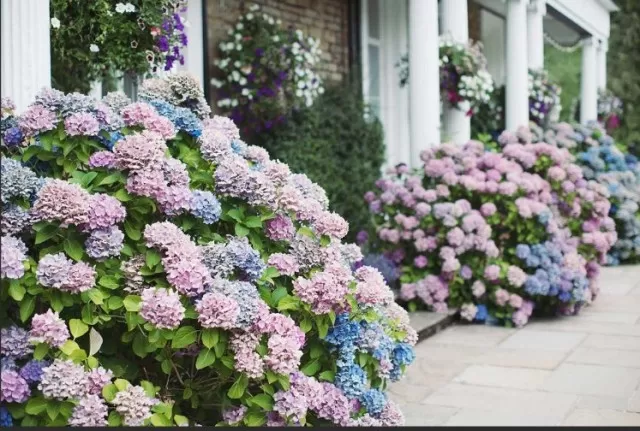 Growing Hydrangeas: A Step-by-Step Guide 5