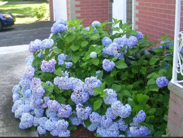 Growing Hydrangeas: A Step-by-Step Guide 1