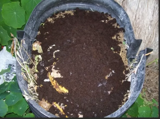Utilizing Coffee Grounds in the Garden: Tips and Tricks 1