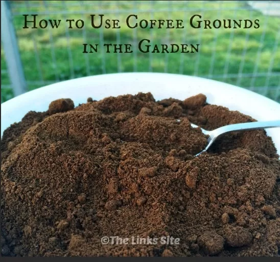 Utilizing Coffee Grounds in the Garden: Tips and Tricks 2