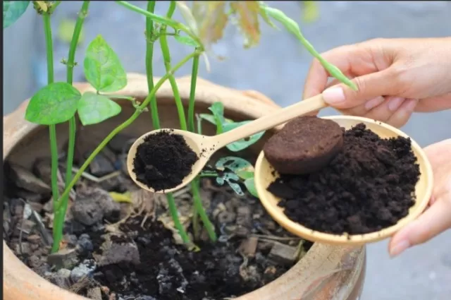 Utilizing Coffee Grounds in the Garden: Tips and Tricks 3