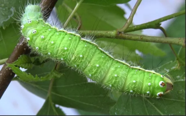 Stinging Caterpillars: Gardeners\' Cautionary Knowledge 1