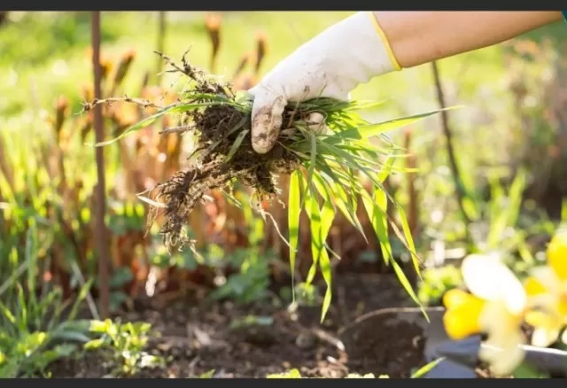 Eco-Friendly Weed Control: Natural and Effective Methods 1