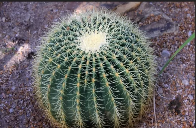 At-Home Cactus Varieties: Exploring Different Types 5
