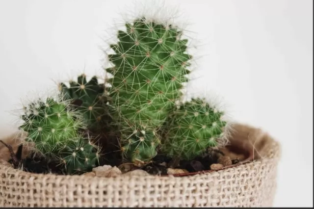 At-Home Cactus Varieties: Exploring Different Types 1