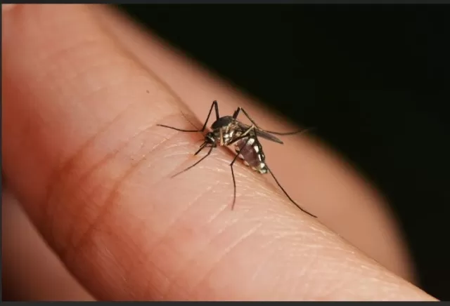 Mosquito Myths Debunked: Clarifying Common Beliefs 3