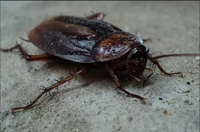 Unbelievable Cockroach Facts: Prepare to Be Surprised 3
