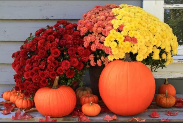 Fall Mum Care Guide: Nurturing Hardy, Colorful Blooms 1