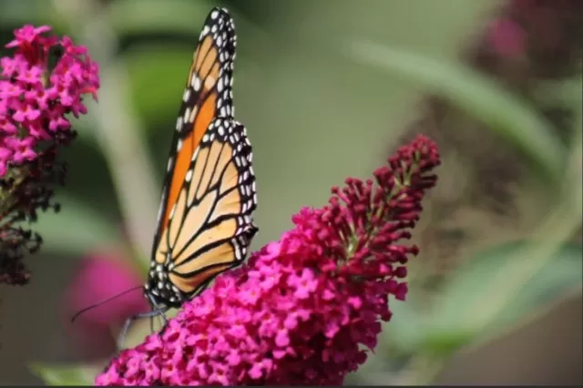 Rescue Butterfly: Garden\'s Vital Role 5