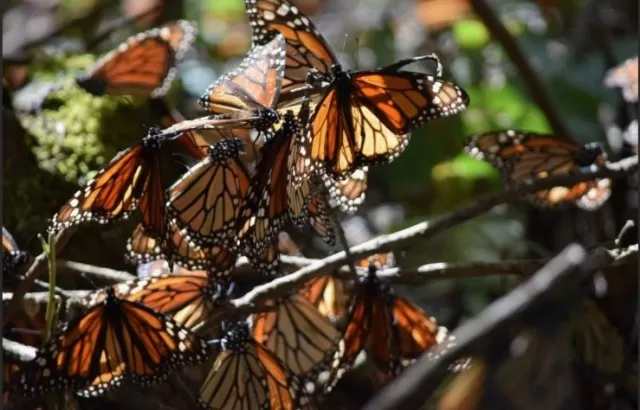 Rescue Butterfly: Garden\'s Vital Role 1