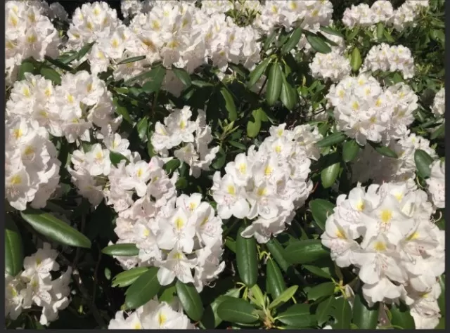 Evergreen Rhododendrons: Winter Care Tips 1