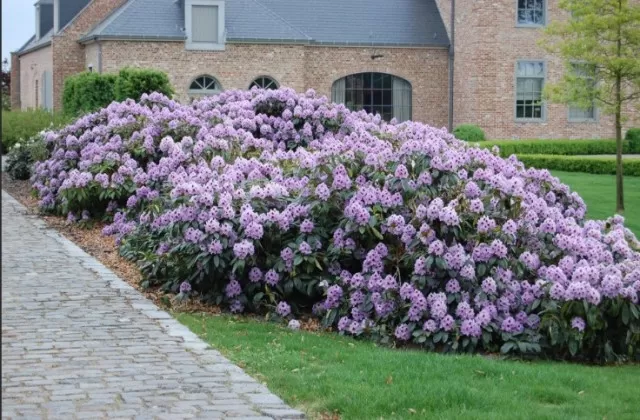 Evergreen Rhododendrons: Winter Care Tips 3