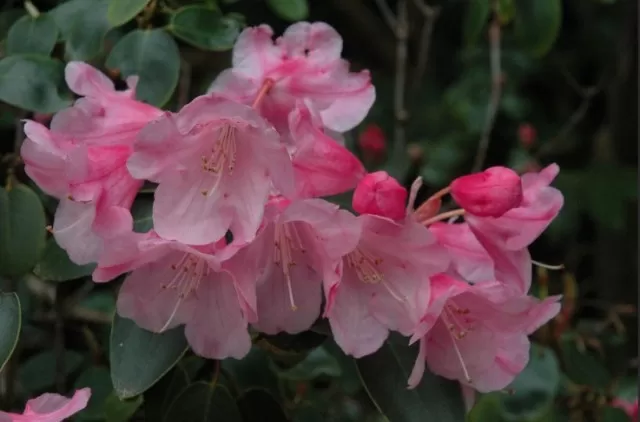 Evergreen Rhododendrons: Winter Care Tips 5