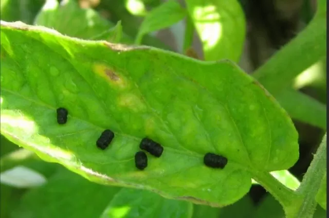 Garden Infested: Dealing with Pest Problems 5