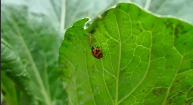 Garden Infested: Dealing with Pest Problems 1