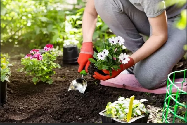 Major Blunders in Vegetable Gardening 1