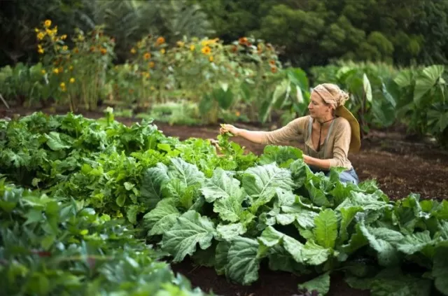 Major Blunders in Vegetable Gardening 3