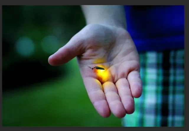 Clever Methods for Inviting Fireflies to Your Yard 3