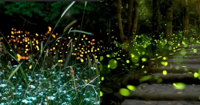 Clever Methods for Inviting Fireflies to Your Yard 5