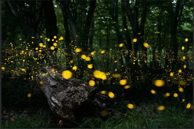 Clever Methods for Inviting Fireflies to Your Yard 1