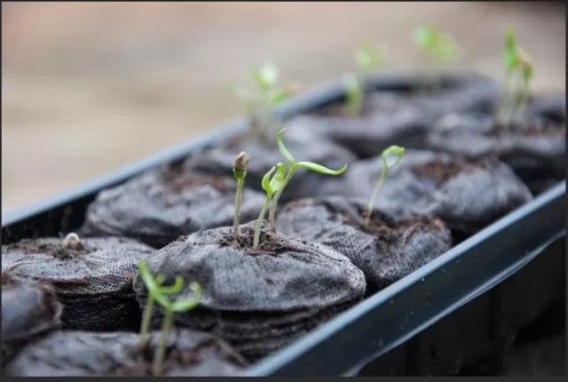 Indoor Seed Starting: Common Mistakes New Gardeners Avoid 1
