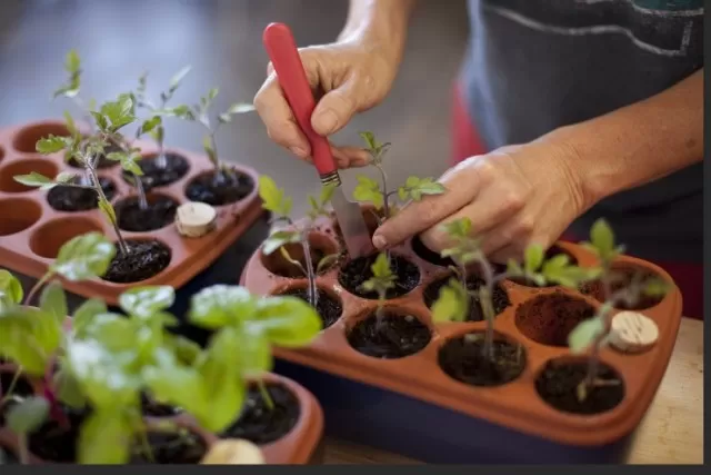 Indoor Seed Starting: Common Mistakes New Gardeners Avoid 3