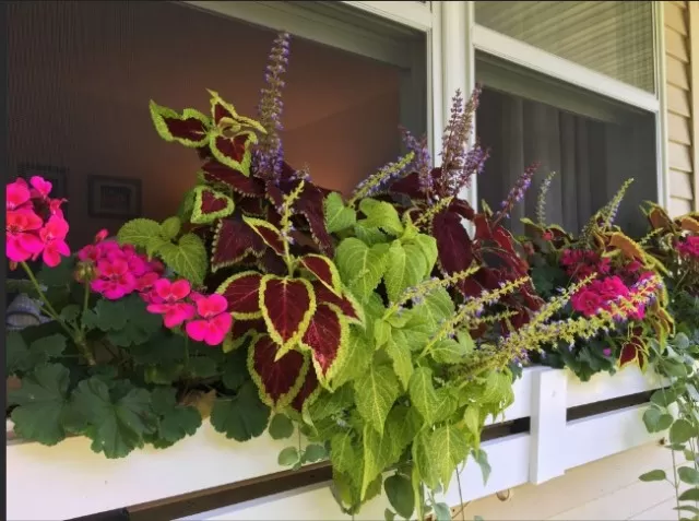 Ideal Window Box Plants for Greenery and Color 3
