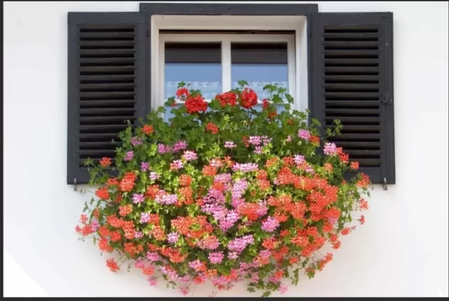 Ideal Window Box Plants for Greenery and Color 1