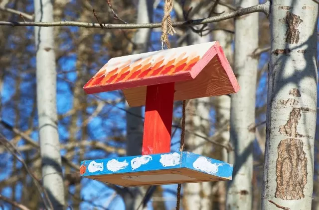 Best Guide to Clean Bird Feeders Thoroughly 1