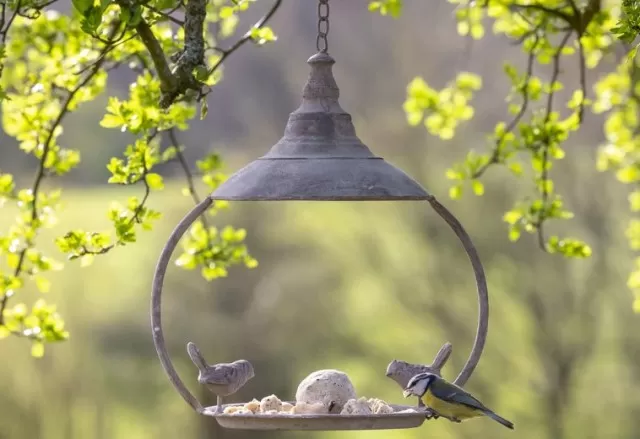 Best Guide to Clean Bird Feeders Thoroughly 3