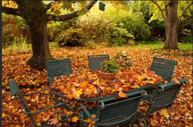 Lesser-Known Leaf-Raking Tips and Techniques 1