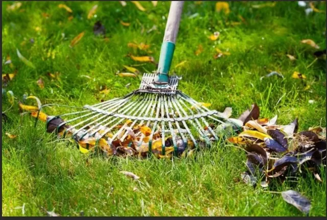Lesser-Known Leaf-Raking Tips and Techniques 5