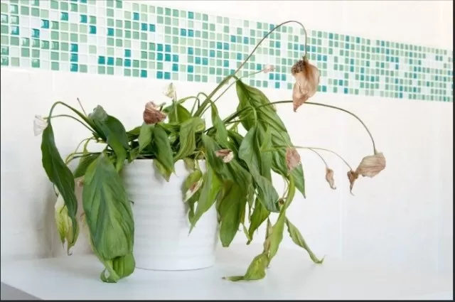 Reasons Your Houseplants Are Dying 5