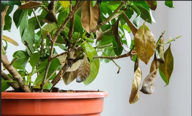 Reasons Your Houseplants Are Dying 3