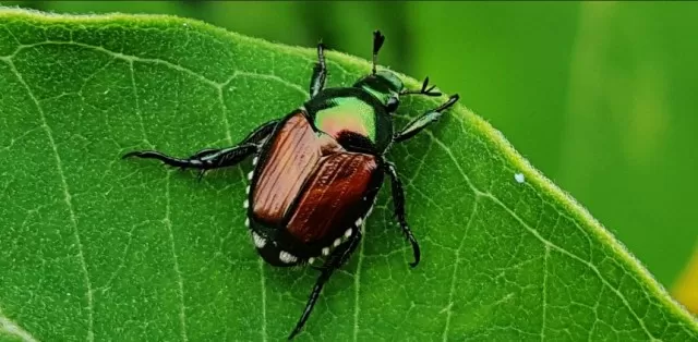 Spring\'s Primary Garden Pests to Watch Out For 1