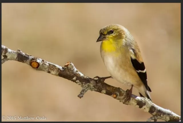 Common Backyard Birds and How to Attract Them 5