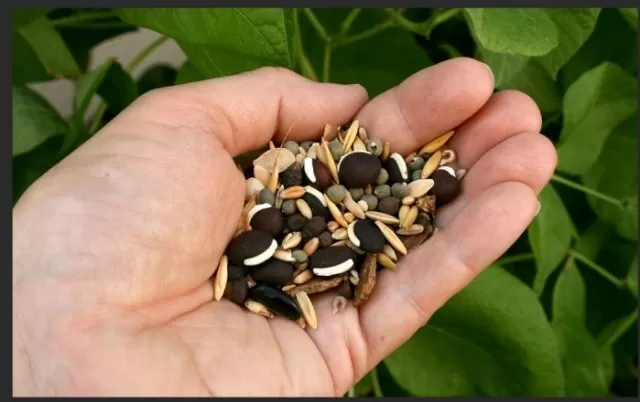 Guide to Saving Seeds from Your Garden Plants 1