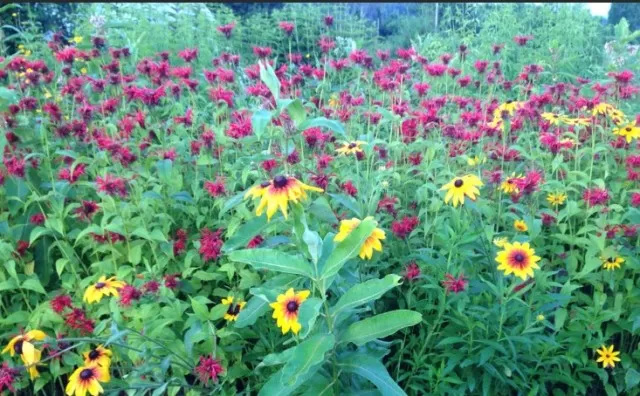 Key Features of a Flourishing Pollinator Garden 2