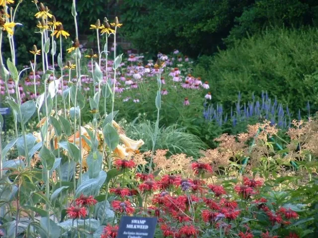Key Features of a Flourishing Pollinator Garden 1