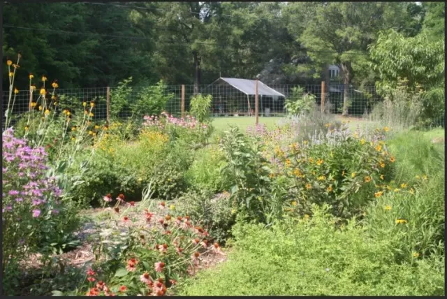 Key Features of a Flourishing Pollinator Garden 3