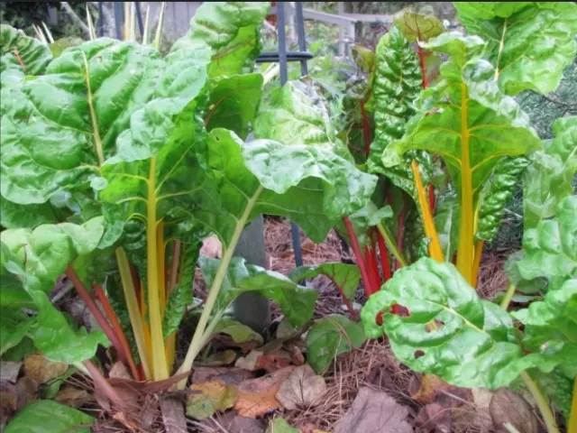 Beginner-Friendly Vegetables to Grow in Your Garden (Part 2) 1