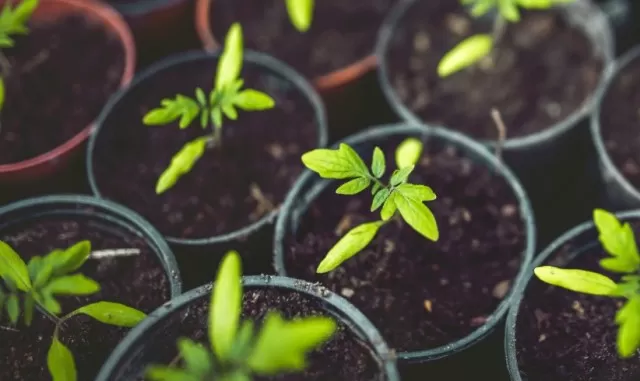 Preparing Your Garden: Online Seed Companies (Part 1) 1