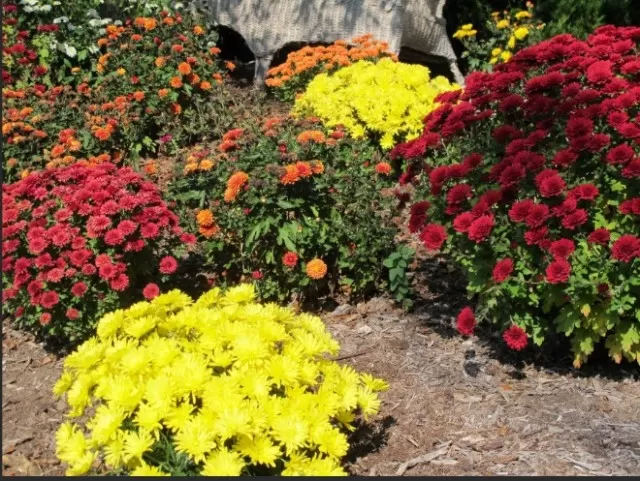 Selecting the Perfect Plants for Your Fall Garden (Part 1) 1