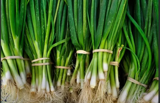 Storing and Regrowing Green Onions at Home 1