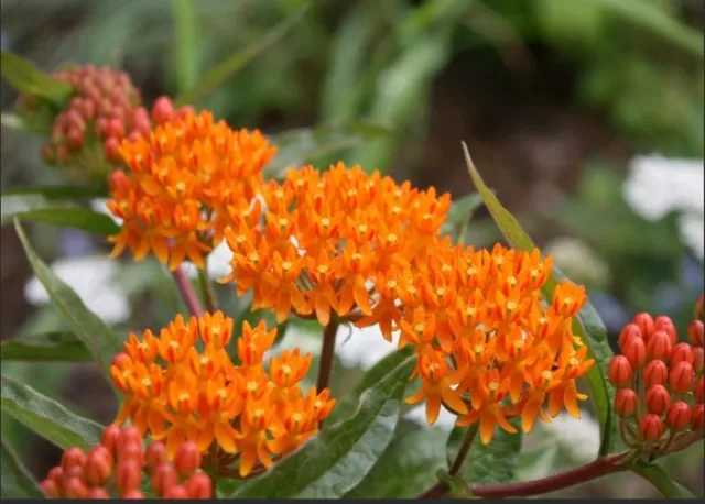 10 Orange Flowers to Add Vibrancy to Your Garden (Part 1) 3